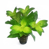 Staurogyne Spatulata Live Aquarium Plant