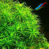 Star Grass Live Aquarium Plant