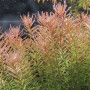 Rotala Sp Ceylon Live Aquarium Plant