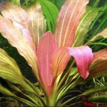 Rose Amazon Live Aquarium Plant