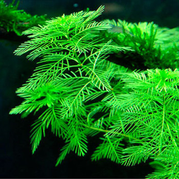 Myriophyllum Mattogrossens Live Aquarium Plant