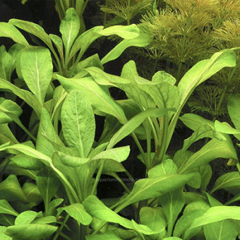 Lobleia Cardinalis Live Aquarium Plant