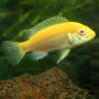 Albino Yellow Orange Cichlid Fish
