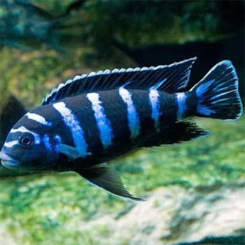 Demasoni Cichlid Fish