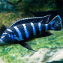 Demasoni Cichlid Fish