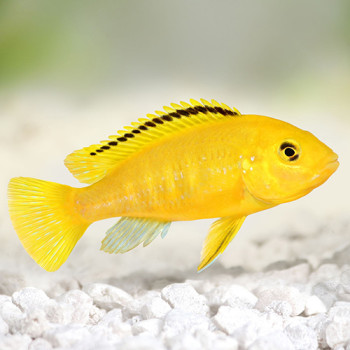 Golden Yellow Lab Cichlid Fish