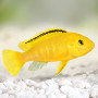 Golden Yellow Lab Cichlid Fish