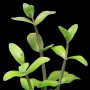 Lindernia Dubia Live Aquarium Plant