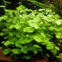 Hydrocotle Leucocephala Live Aquarium Plant