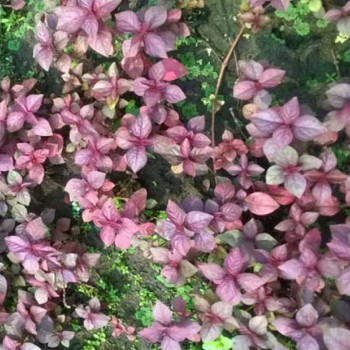 Hemigraphis SP Pink Live Aquarium Plant
