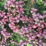 Hemigraphis SP Pink Live Aquarium Plant