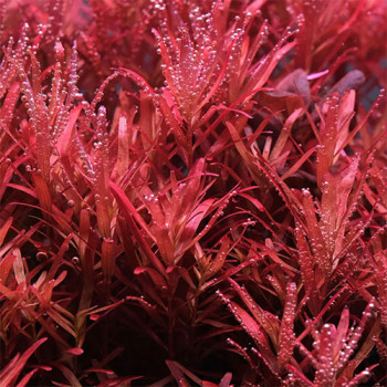 Rotala Rotundifolia HRA Live Aquarium Plant