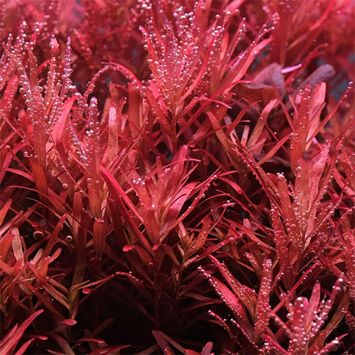 Rotala Rotundifolia HRA Live Aquarium Plant