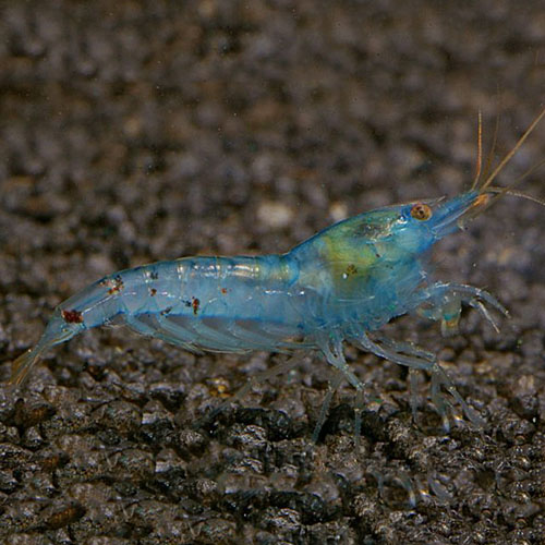Blue Pearl Fresh Water Shrimp