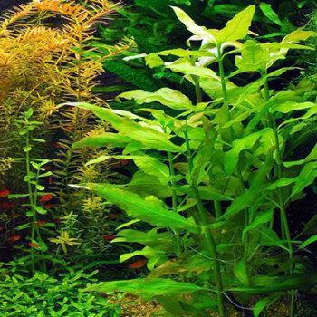 Gymnocoronis Spilanthoides Live Aquarium Plant