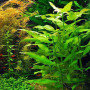 Gymnocoronis Spilanthoides Live Aquarium Plant