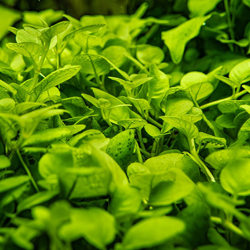 Hygrophila Serpyllum Live Aquarium Plant
