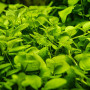 Hygrophila Serpyllum Live Aquarium Plant