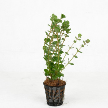 Rotala Rotundifolia Assam Live Aquarium Plant
