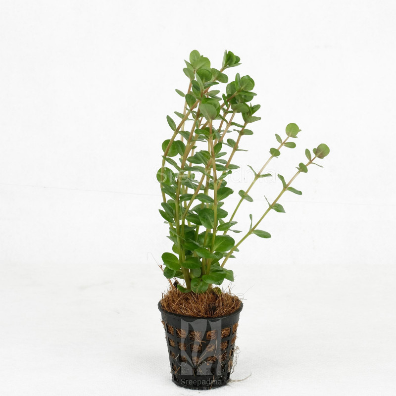 Rotala Rotundifolia Assam Live Aquarium Plant