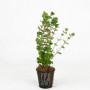 Rotala Rotundifolia Assam Live Aquarium Plant