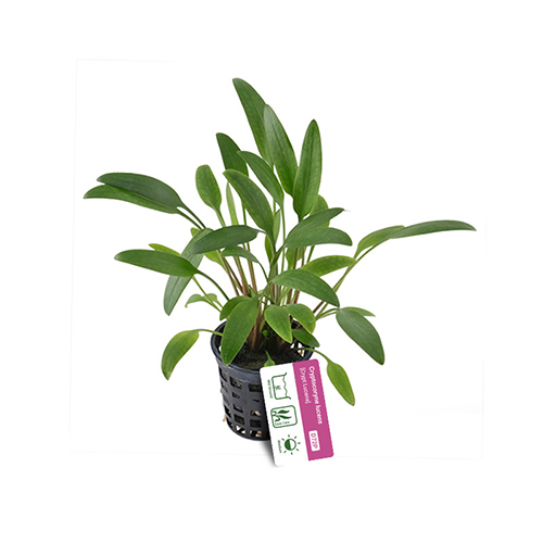 Cryptocoryne Lucens Substrate Plant