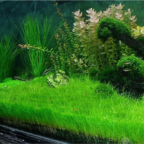 Elecocharis Acicularis Live Aquarium Plant