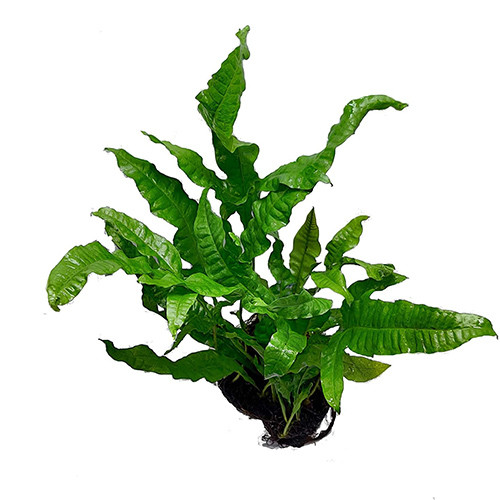 Java fern on Pot Live Aquarium Plant