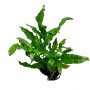 Java fern on Pot Live Aquarium Plant