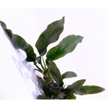 Laganandra Tenkasi Live Aquarium Plant