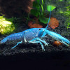 Blue Cray Fish (Single)