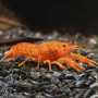 Orange Red Cray Fish (Single)