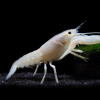 White Cray Fish (Single)