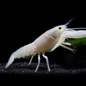White Cray Fish (Single)