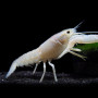 White Cray Fish (Single)
