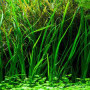 Cyperus Helferi Live Aquarium Plant