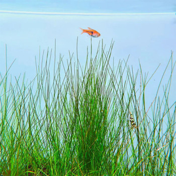 Elecocharis Montevidensis Live Aquarium Plant