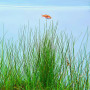 Elecocharis Montevidensis Live Aquarium Plant