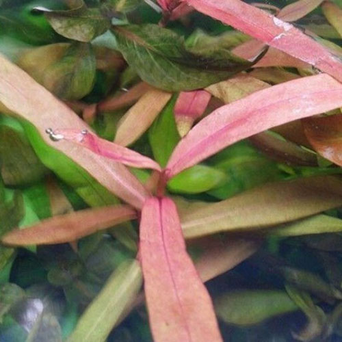 Polygonium Sp. Broad Leaf Live Aquarium Plant