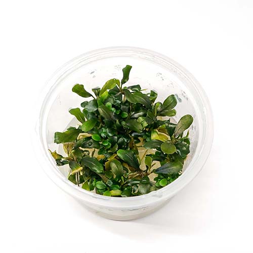 Bucephalandra sp. White TC Live Aquarium Plant