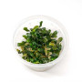Bucephalandra Pygmaea on TC Cup Live Aquarium Plant