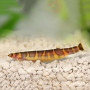 Kuhli Loach Fish (Single)