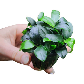 Anubias Petite Live Aquarium Plant