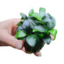 Anubias Petite Live Aquarium Plant