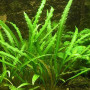 Crypt Spiralis Green Live Aquarium Plant