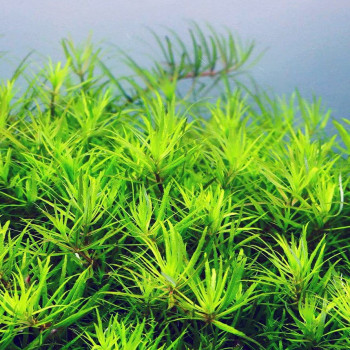 Limnophila Sp. Vietnam Live Aquarium Plant