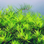 Limnophila Sp. Vietnam Live Aquarium Plant