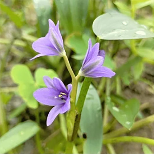 Monochoria Vaginalis Live Aquarium Plant