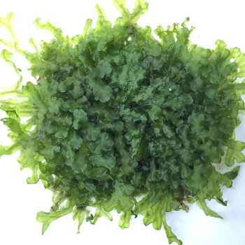 Monosolenium tenerum-Pellia on Mesh Live Aquarium Plant