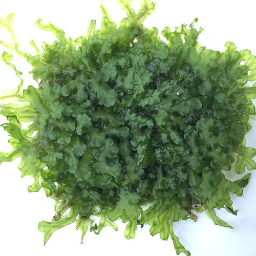 Monosolenium tenerum-Pellia on Mesh Live Aquarium Plant